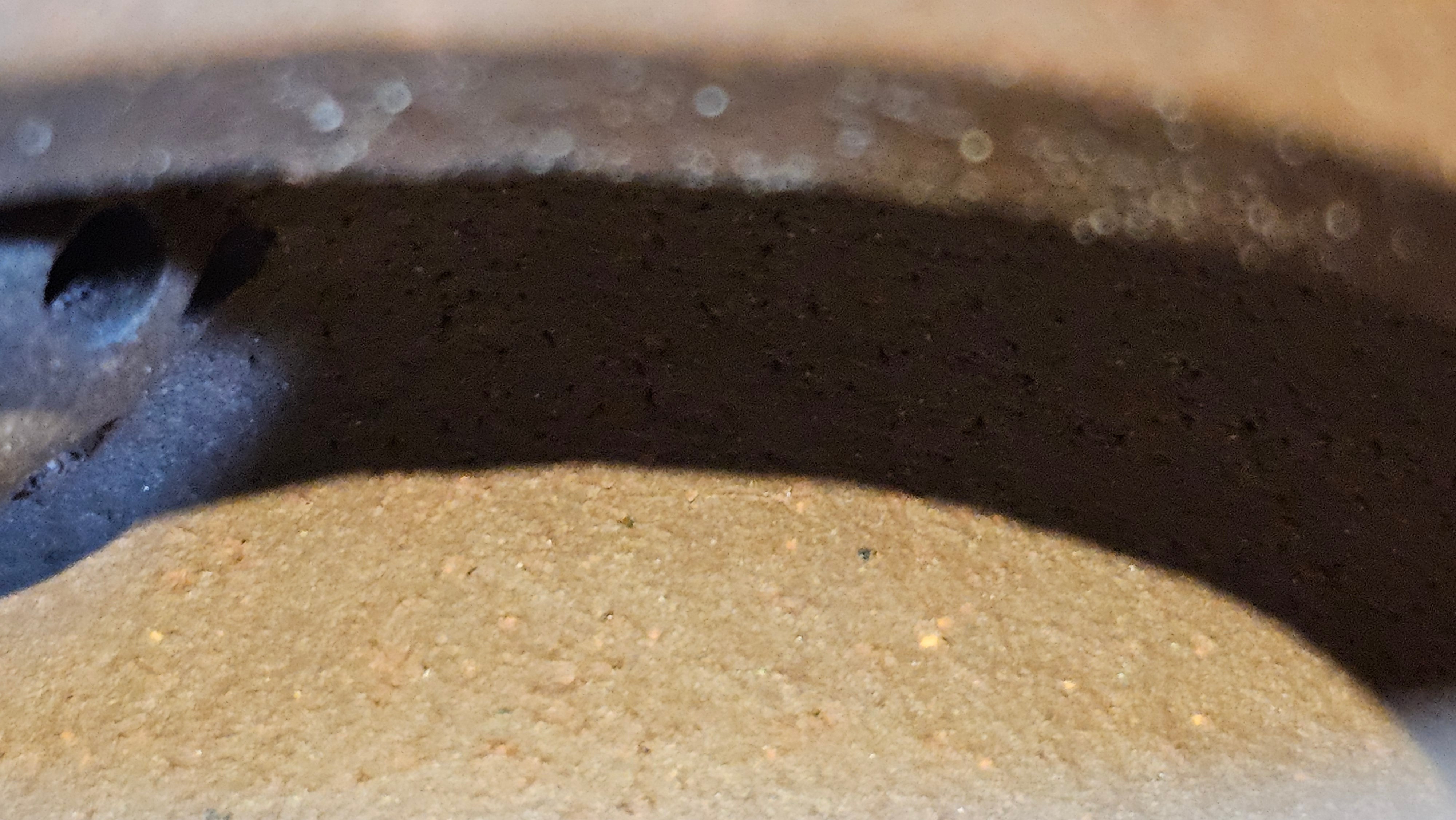 Gao Pan 高番, 136.3ml (very well-weighted bottom, stable!), Zi Ni (Low Sieve Count) 紫泥(低目数), by our Craftsman Fan Xiao Zhi 范小智 ~ Congratulations to Mr M.S.! 1805hrs 5th Sept 2025, Southbury! CT!