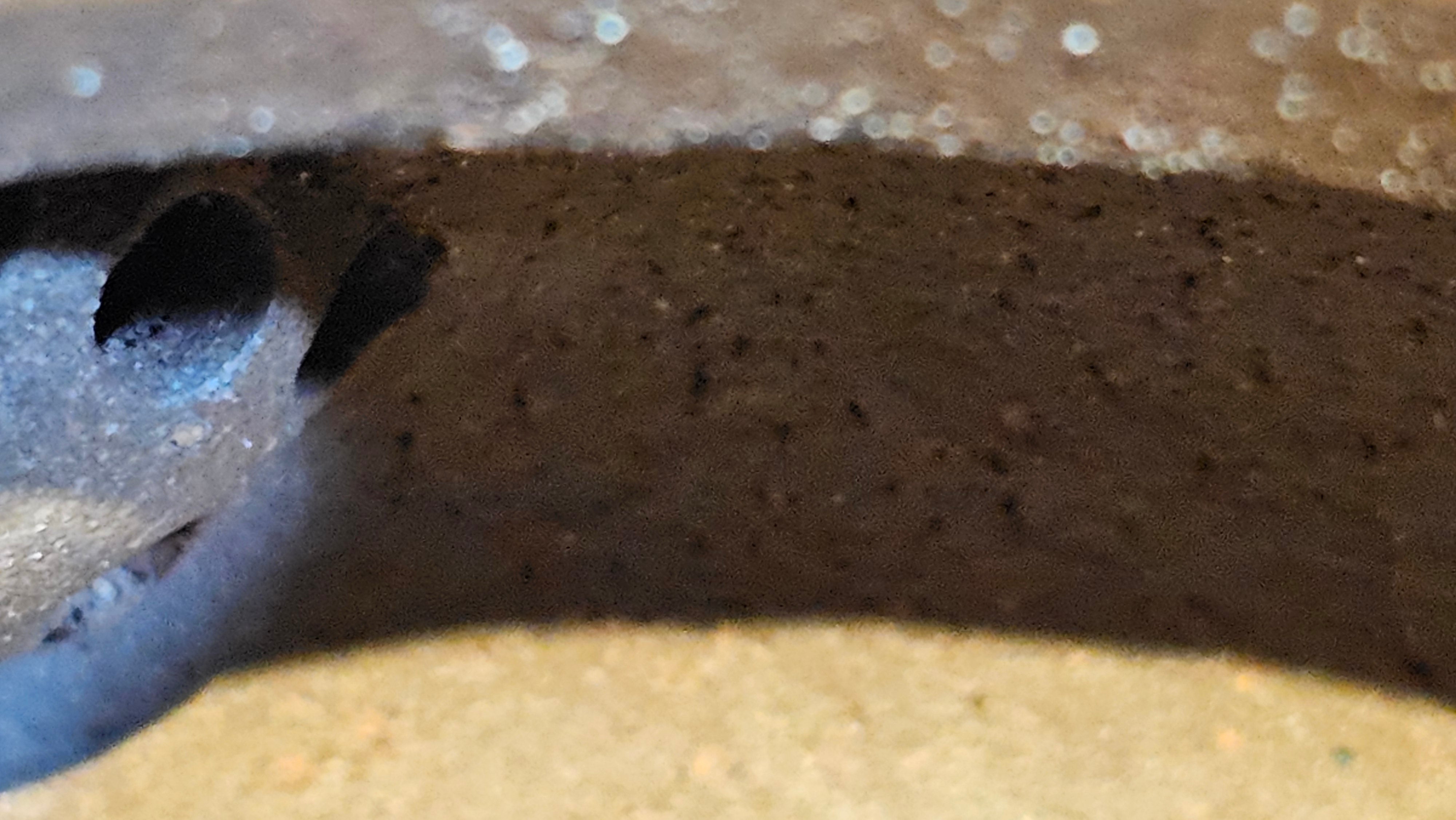 Gao Pan 高番, 136.3ml (very well-weighted bottom, stable!), Zi Ni (Low Sieve Count) 紫泥(低目数), by our Craftsman Fan Xiao Zhi 范小智 ~ Congratulations to Mr M.S.! 1805hrs 5th Sept 2025, Southbury! CT!