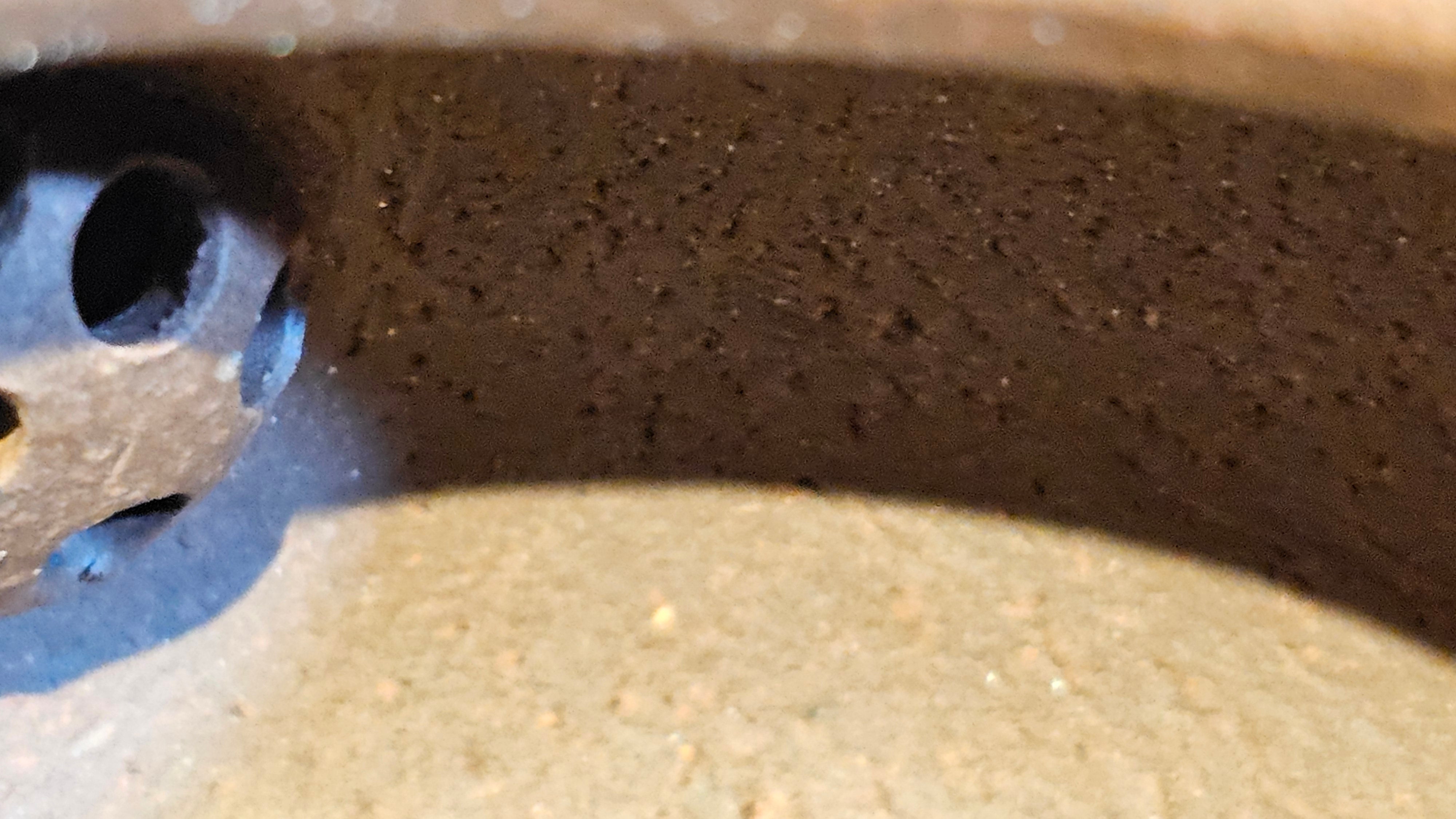 Xuan Zhu Hu 玄珠壶, 141.6ml, Zi Ni 紫泥, by our Craftsman Fan Xiao Zhi 范小智 ~ Congratulations!to Mr B.H.S.! 2005hrs 8th Sept 2025, Jakarta! Indonesia🇮🇩!