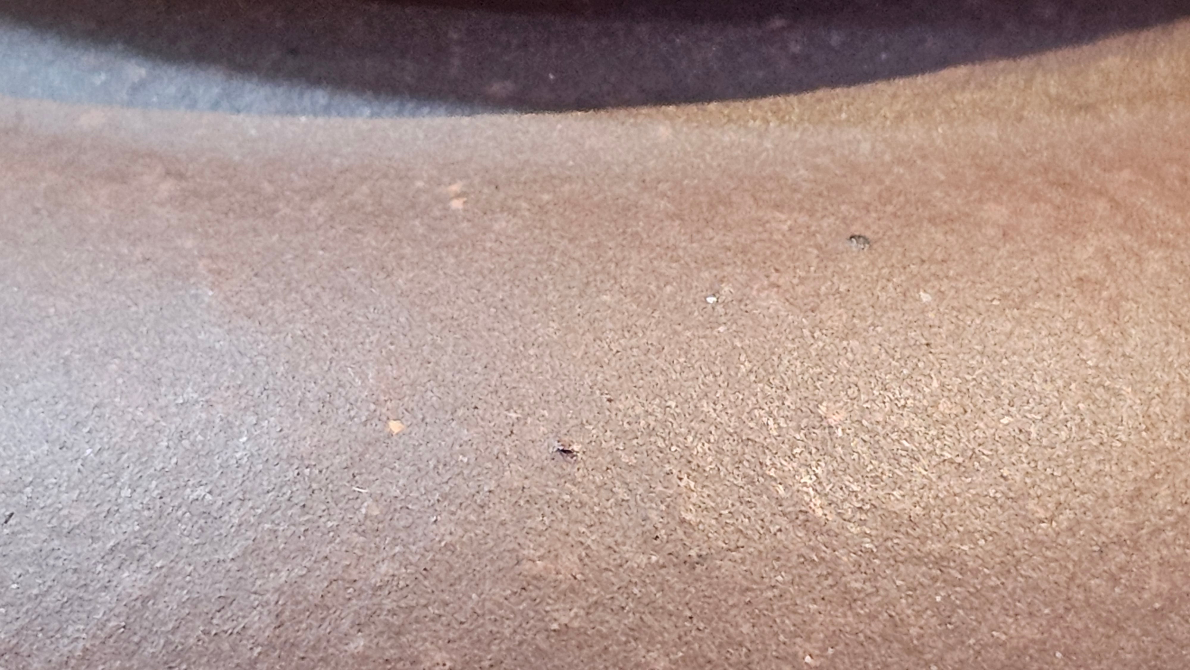 Xuan Zhu Hu 玄珠壶, 140.1ml, Zi Ni 紫泥, by our Craftsman Fan Xiao Zhi 范小智 ~ Congratulations!to Mr A.D., 1954hrs 9th Sept 2025, Old Bridge, NJ!