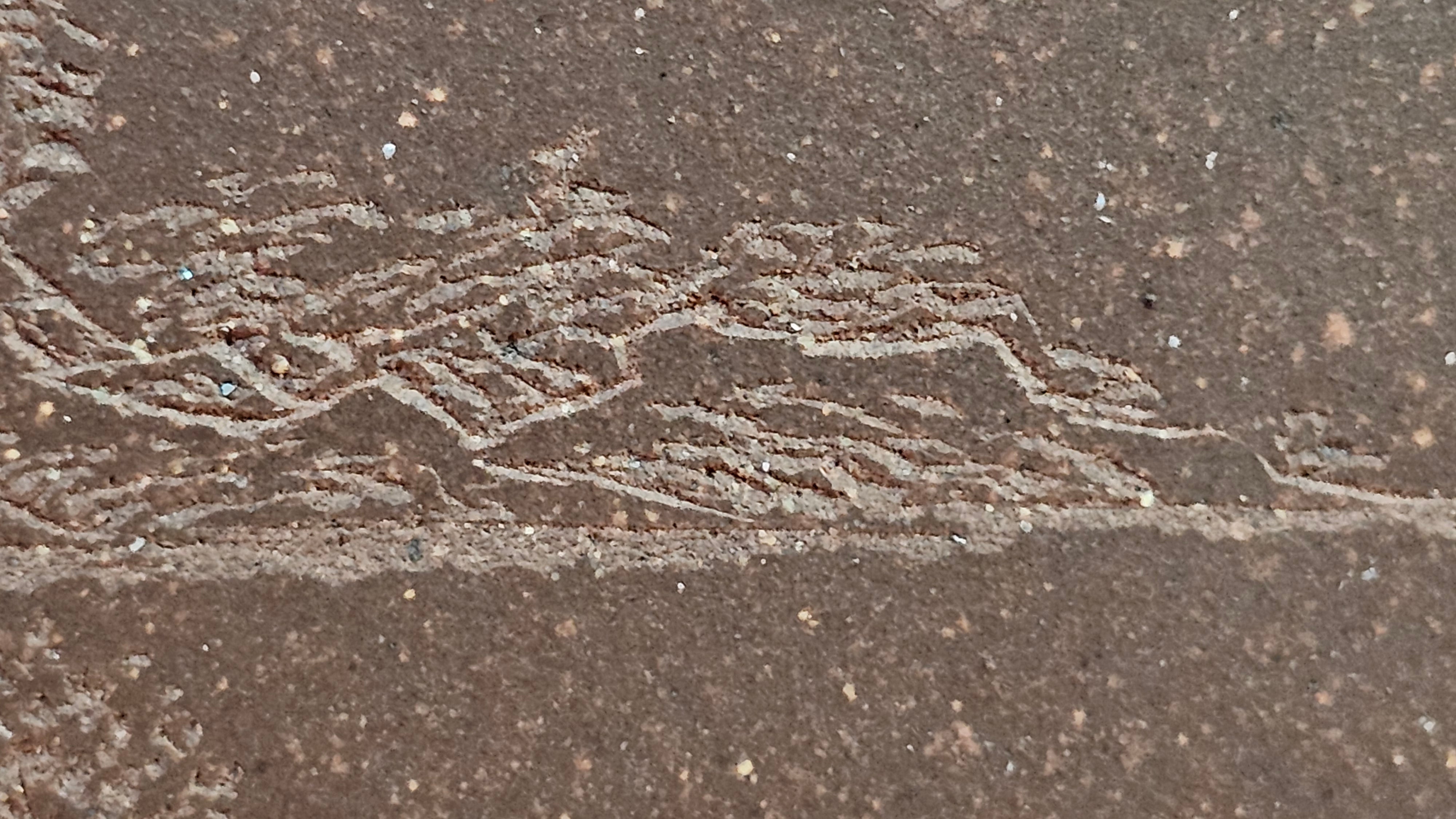 《清贡扇形盆》"Qing Gong Shan Xing Pen ~ Qing Style Fan-Shape Open Configuration", Di Cao Qing Zi Ni, by L2A Senior Consummate Artist Yuan Hui 高级振兴技艺师兼高级工艺美术师～袁辉。