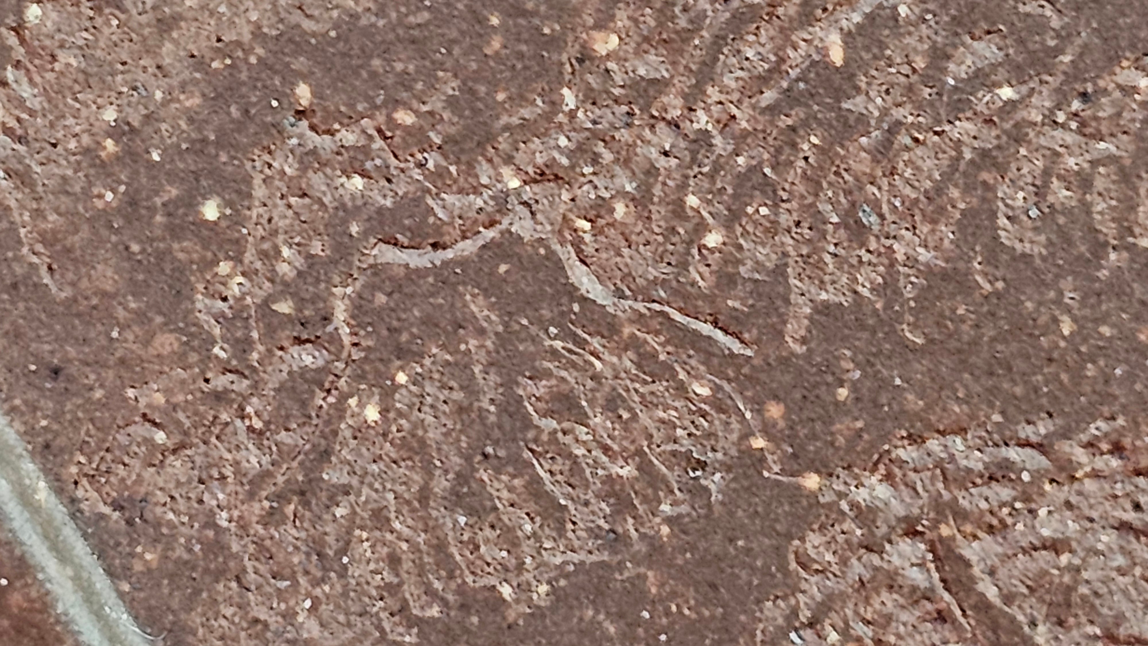 《清贡扇形盆》"Qing Gong Shan Xing Pen ~ Qing Style Fan-Shape Open Configuration", Di Cao Qing Zi Ni, by L2A Senior Consummate Artist Yuan Hui 高级振兴技艺师兼高级工艺美术师～袁辉。