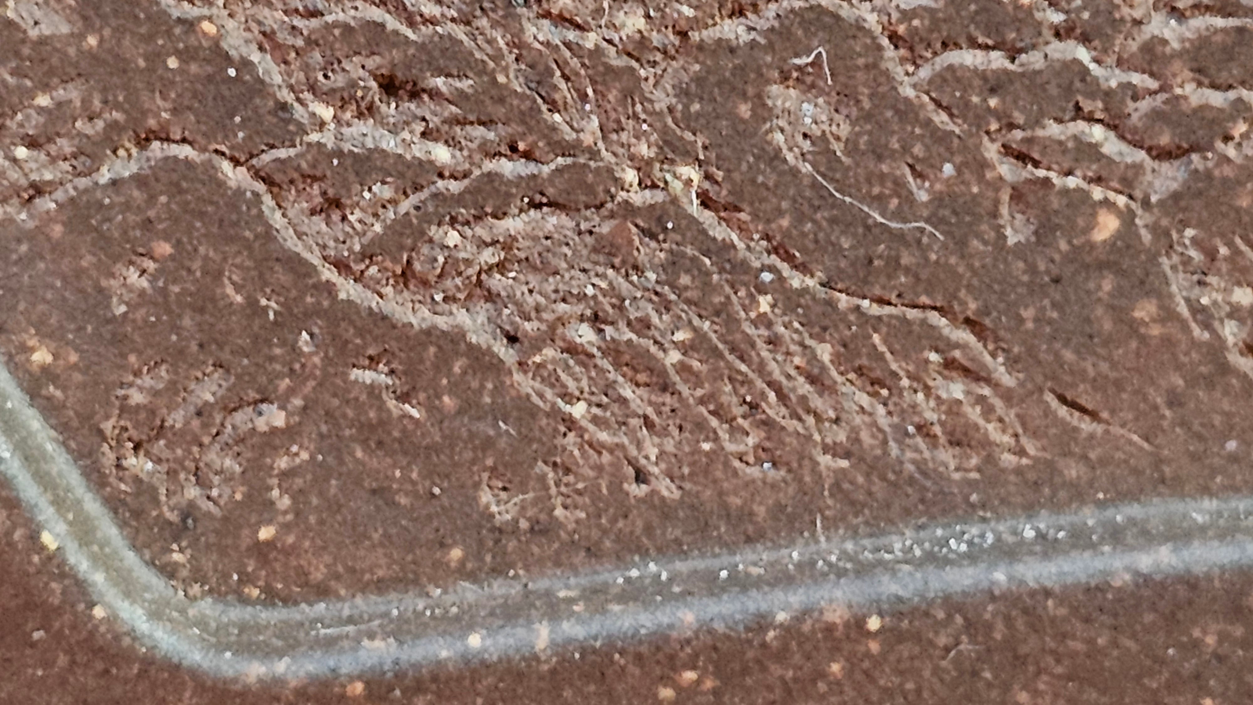 《清贡扇形盆》"Qing Gong Shan Xing Pen ~ Qing Style Fan-Shape Open Configuration", Di Cao Qing Zi Ni, by L2A Senior Consummate Artist Yuan Hui 高级振兴技艺师兼高级工艺美术师～袁辉。