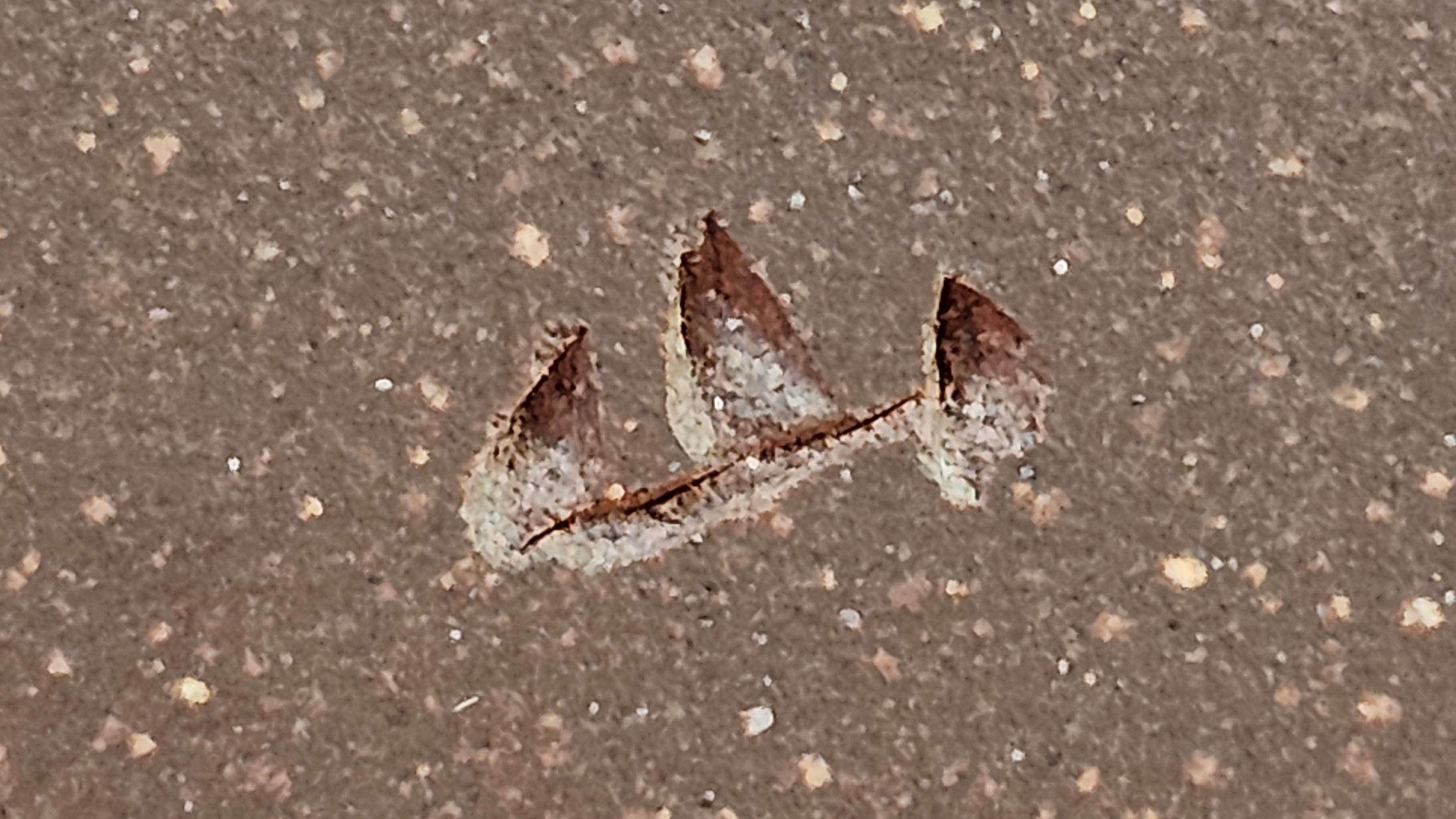 《清贡扇形盆》"Qing Gong Shan Xing Pen ~ Qing Style Fan-Shape Open Configuration", Di Cao Qing Zi Ni, by L2A Senior Consummate Artist Yuan Hui 高级振兴技艺师兼高级工艺美术师～袁辉。