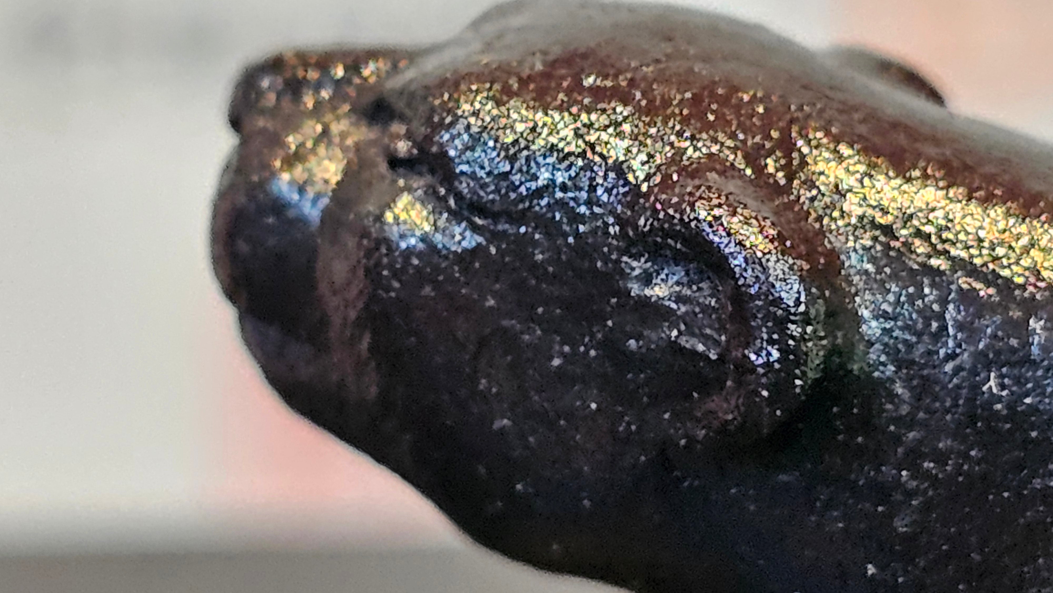 《风云之豹》"Feng Yun Zhi Bao", Di Cao Qing ~ Wu Hui Shao 底槽青~焐灰烧, 226.5ml, by L2A Senior Consummate Artist Yuan Hui 高级振兴技艺师兼高级工艺美术师～袁辉 ~ Congratulations to Mr A.A.! 1748hrs 21st Nov 2025, Port Franks! Canada🇨🇦!