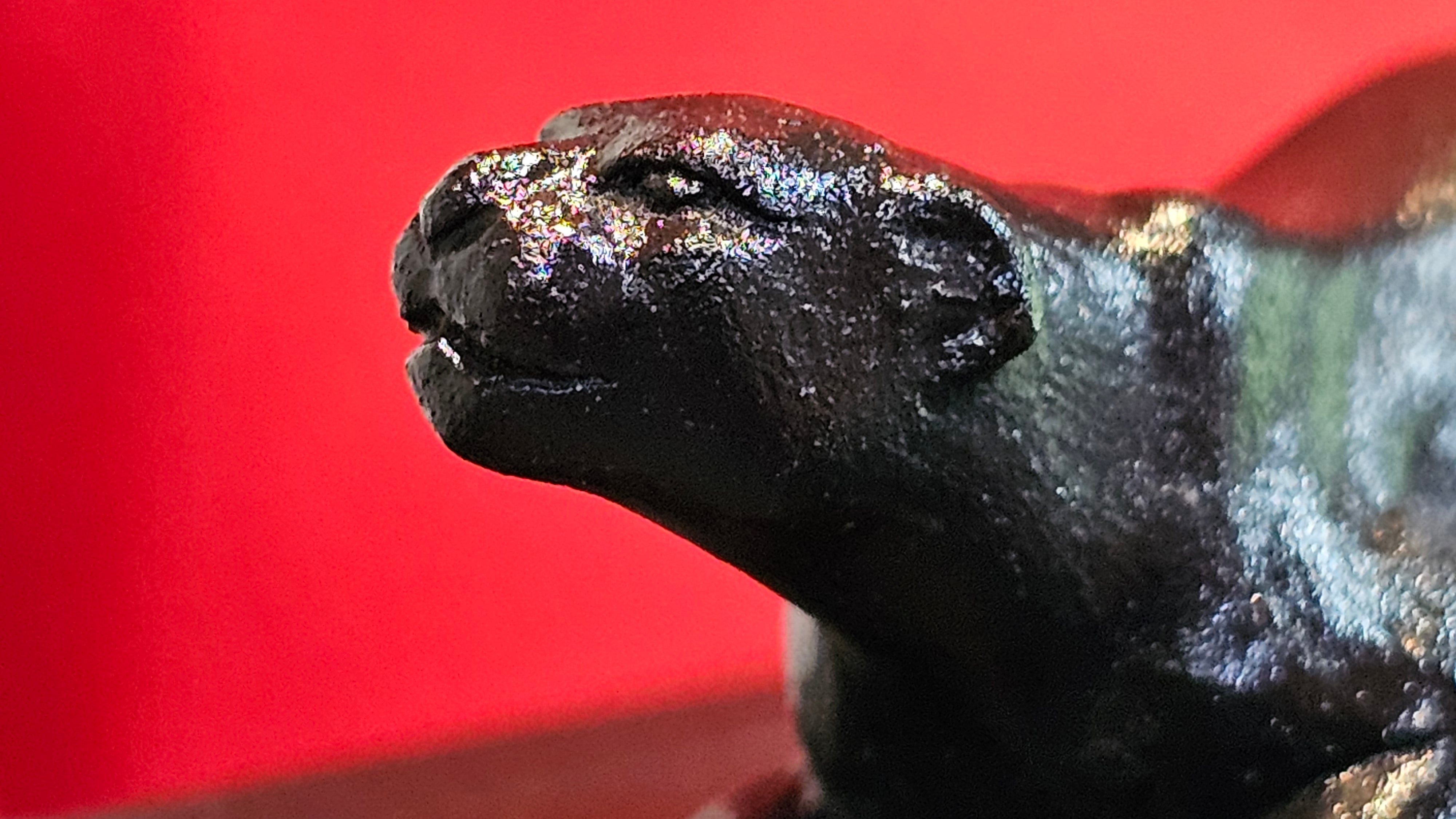 《风云之豹》"Feng Yun Zhi Bao", Di Cao Qing ~ Wu Hui Shao 底槽青~焐灰烧, 226.5ml, by L2A Senior Consummate Artist Yuan Hui 高级振兴技艺师兼高级工艺美术师～袁辉 ~ Congratulations to Mr A.A.! 1748hrs 21st Nov 2025, Port Franks! Canada🇨🇦!