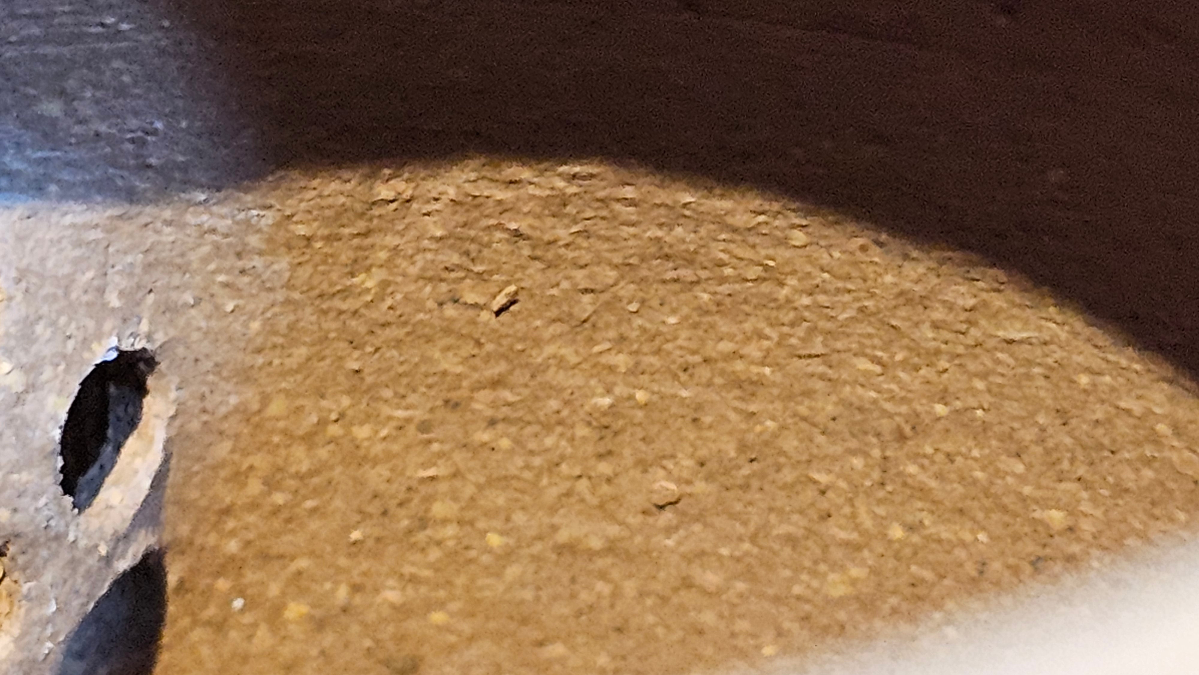 Gao Xiu Hu《高秀壶》, 181.2ml, Bao Shan Duan Ni 宝山段泥, by Craftsman Zhu Shu 朱舒 ~ With Engraving of Bamboos and Verse in Zhuan Shu 篆书 by Craftsman Yi Cheng 逸成!~Congratulations to Mr A.D.P.! 2242hrs 27th Nov 2025, Forest! Belgium🇧🇪!