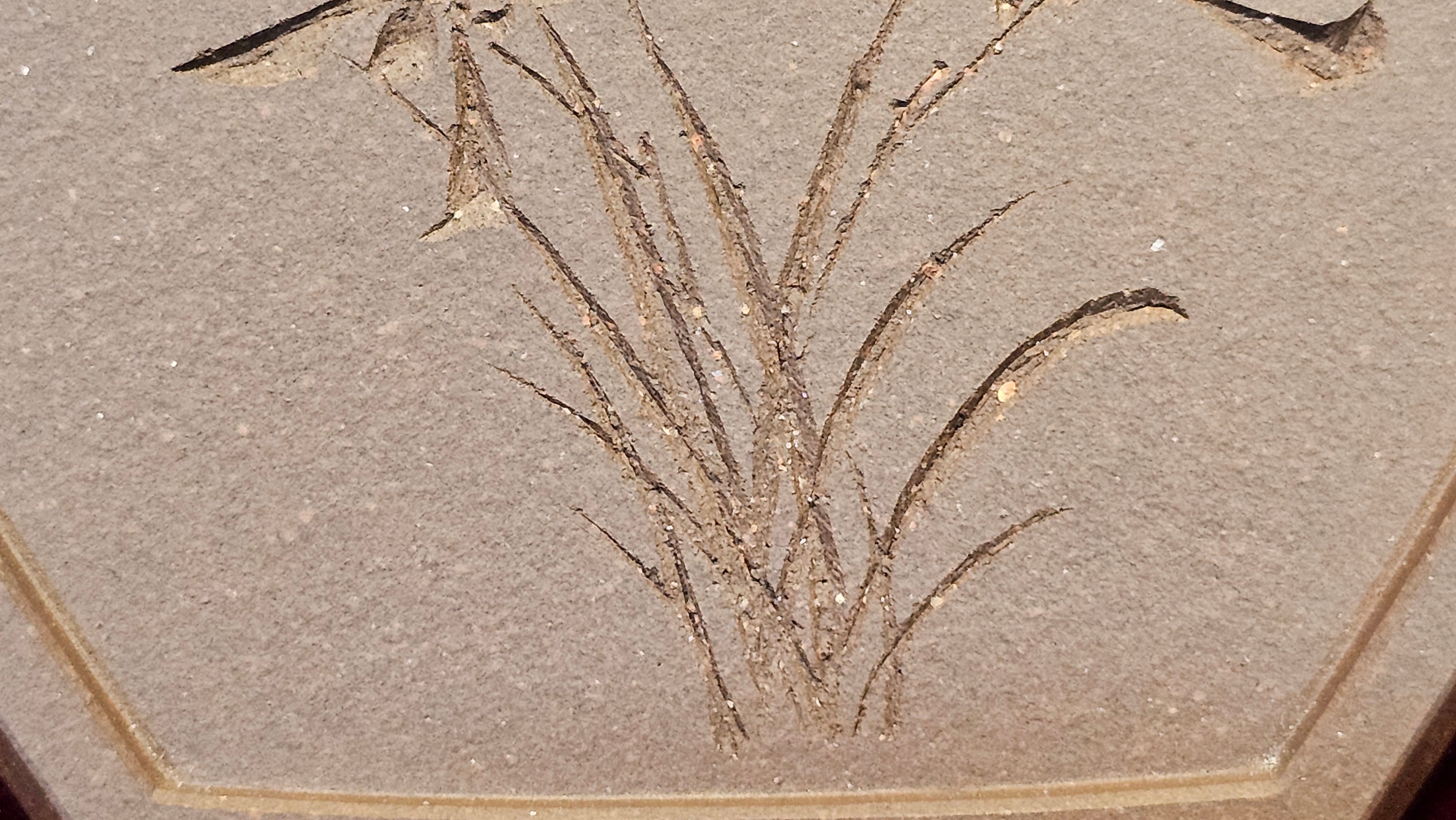 《凌雅六方》~ 六件套组 "Ling Ya Liu Si Fang", WORLD DEBUT! SET of Six (Pitcher, Matching Twin Cups & Twin Trays), Di Cao Qing, by L2A Senior Consummate Artist Yuan Hui! Orchid Engraving by Jin Li ~ Congratulations!to Mr L.C.! 2158hrs 28th Nov 2025, Taylors! SC!