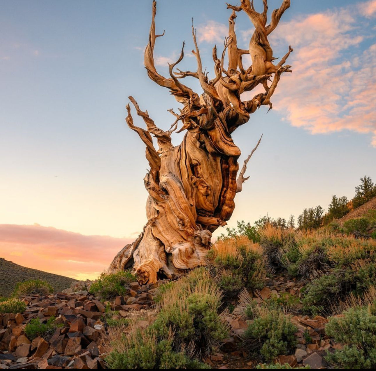 Commissioned work for Patron Mr Engel accomplished: Assoc Master 张雪磊 Zhang Xue Lei crafting the World Debut Ornate ZiSha Work Taking After The "Methuselah" Bristlecone Pine of North America. ~ Part 2 ~ 173 photos.