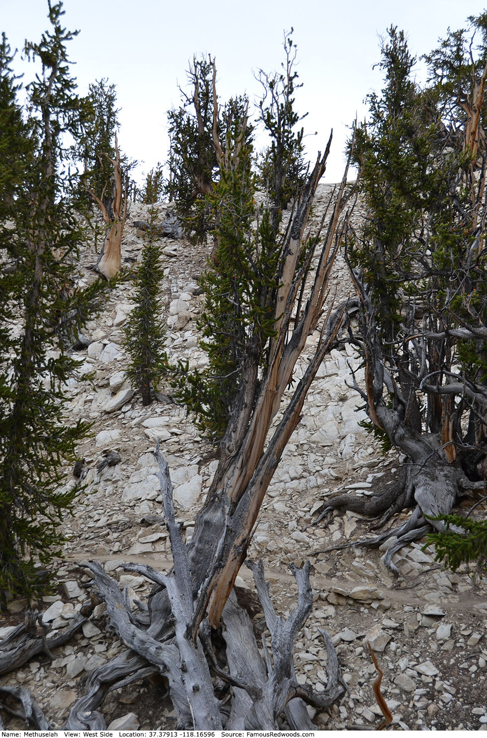 Commissioned work for Patron Mr Engel accomplished: Assoc Master 张雪磊 Zhang Xue Lei crafting the World Debut Ornate ZiSha Work Taking After The "Methuselah" Bristlecone Pine of North America. ~ Part 2 ~ 173 photos.