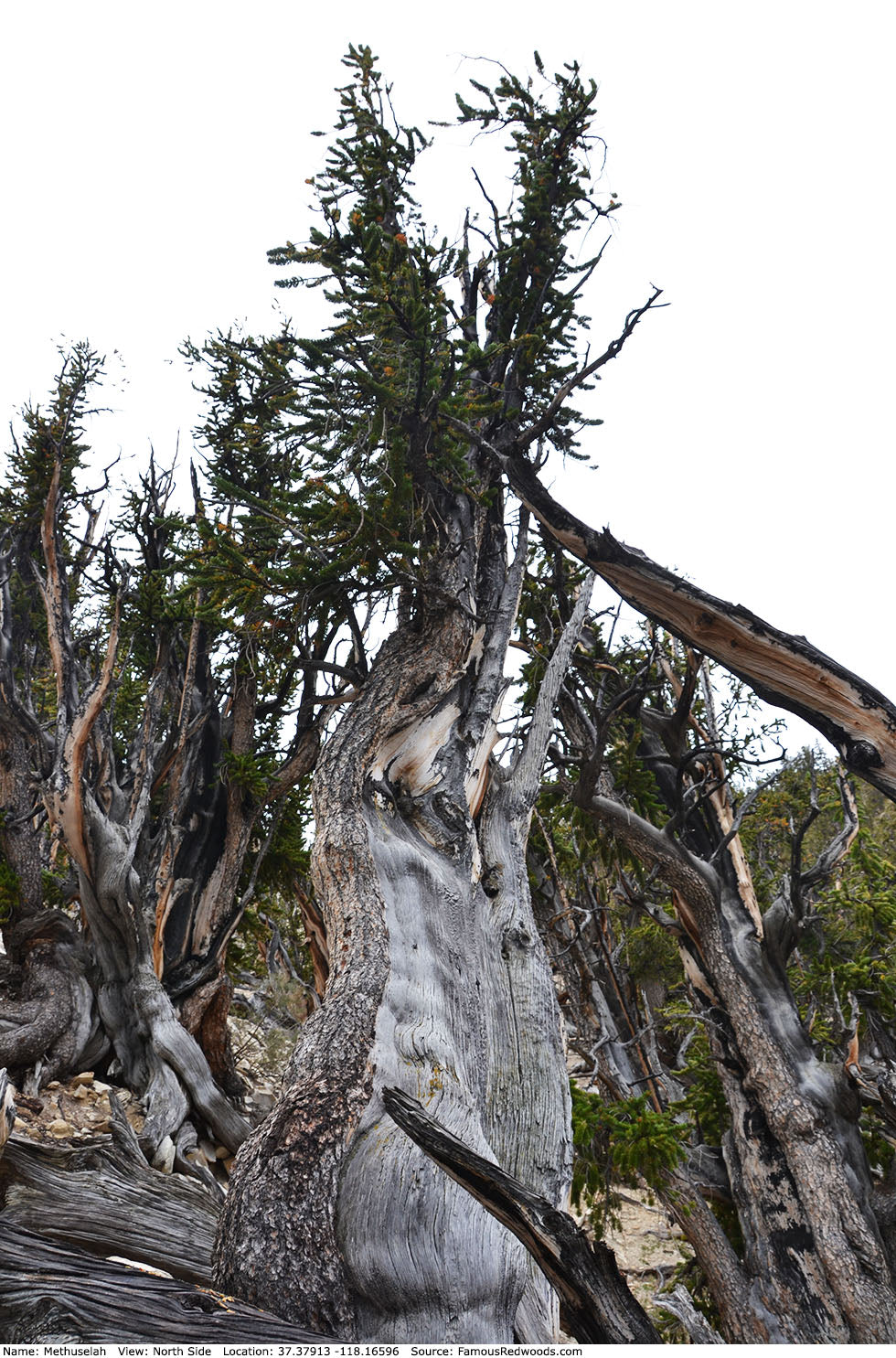 Commissioned work for Patron Mr Engel accomplished: Assoc Master 张雪磊 Zhang Xue Lei crafting the World Debut Ornate ZiSha Work Taking After The "Methuselah" Bristlecone Pine of North America. ~ Part 2 ~ 173 photos.