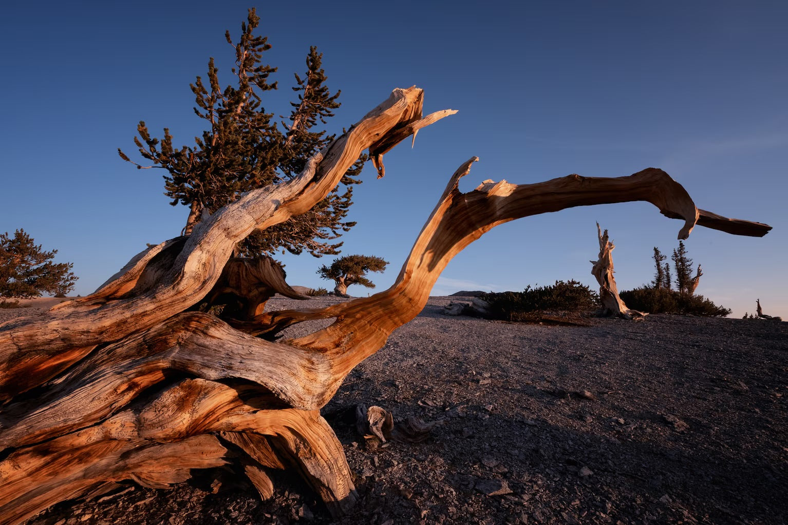 Commissioned work for Patron Mr Engel accomplished: Assoc Master 张雪磊 Zhang Xue Lei crafting the World Debut Ornate ZiSha Work Taking After The "Methuselah" Bristlecone Pine of North America. ~ Part 2 ~ 173 photos.